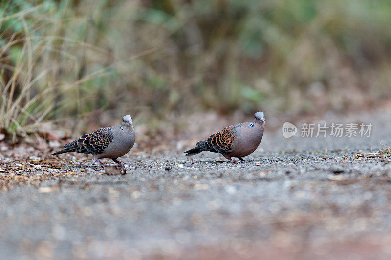 一对成年东方斑鸠或红褐色斑鸠(Streptopelia orientalis)